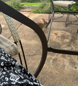 Young rabbit under the author’s patio table with sliver of pajama pants in the foreground