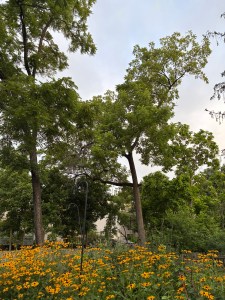 View of walnut trees and yellow flowers from the author’s patio.
